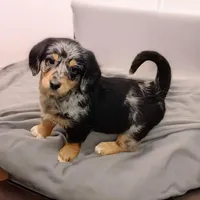 Bella, a female Pembroke Welsh Corgi and Goldendoodle for sale in Navarre, OH – Photo 1 of 3