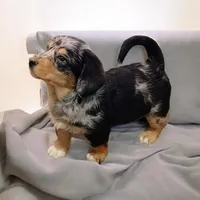 Bella, a female Pembroke Welsh Corgi and Goldendoodle for sale in Navarre, OH – Photo 2 of 3