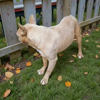 Murphy , a male Frenchton for sale in Navarre, OH – 2 of 2
