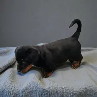 Mo, a male Pembroke Welsh Corgi and Goldendoodle for sale in Navarre, OH – Photo 3 of 3