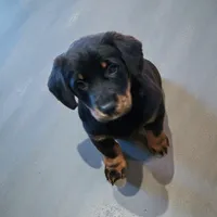 Mo, a male Pembroke Welsh Corgi and Goldendoodle for sale in Navarre, OH – Photo 2 of 3