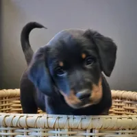 Mo, a male Pembroke Welsh Corgi and Goldendoodle for sale in Navarre, OH – Photo 1 of 3
