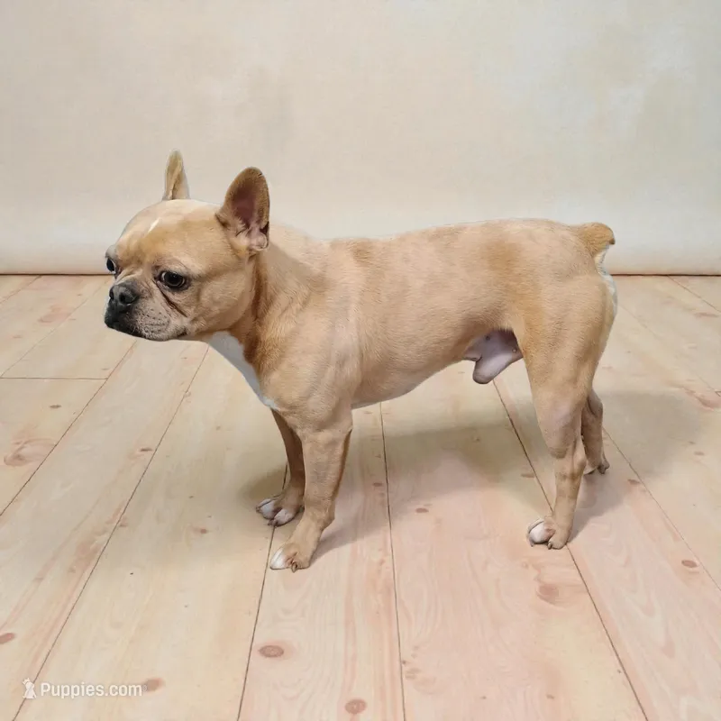 Murphy  – Frenchton puppy for sale in Navarre, OH