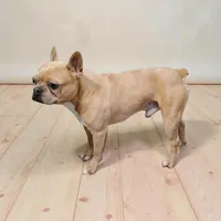 Murphy , a male Frenchton for sale in Navarre, OH – 1 of 2