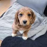 Elsa, a female Pembroke Welsh Corgi and Goldendoodle for sale in Navarre, OH – Photo 3 of 3