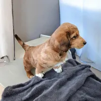 Elsa, a female Pembroke Welsh Corgi and Goldendoodle for sale in Navarre, OH – Photo 2 of 3