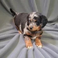 Milo, a male Pembroke Welsh Corgi and Goldendoodle for sale in Navarre, OH – Photo 2 of 2
