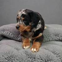 Milo, a male Pembroke Welsh Corgi and Goldendoodle for sale in Navarre, OH – Photo 1 of 2