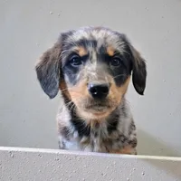 Abby, a female Pembroke Welsh Corgi and Goldendoodle for sale in Navarre, OH – Photo 3 of 3