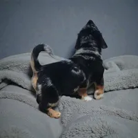 Abby, a female Pembroke Welsh Corgi and Goldendoodle for sale in Navarre, OH – Photo 1 of 3