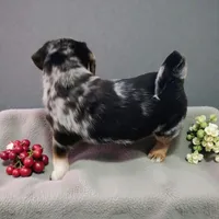 Abby, a female Pembroke Welsh Corgi and Goldendoodle for sale in Navarre, OH – Photo 2 of 3