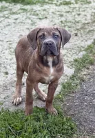 Ziva, a female Cane Corso for sale in Newark, DE – 2 of 5