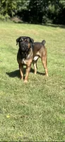Hercules , a female Cane Corso for sale in Newark, DE – 10 of 10