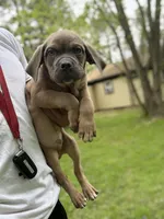 Bruno, a male Cane Corso for sale in Newark, DE – Photo 3 of 5