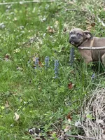 Bruno, a male Cane Corso for sale in Newark, DE – Photo 5 of 5