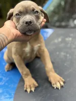 Bruno, a male Cane Corso for sale in Newark, DE – Photo 1 of 5