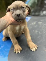 Bruno, a male Cane Corso for sale in Newark, DE – Photo 4 of 5
