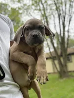 Bruno, a male Cane Corso for sale in Newark, DE – Photo 2 of 5