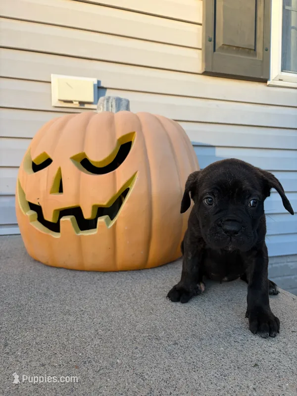 Roxanne – Cane Corso puppy for sale in Newark, DE