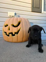 Roxanne, a female Cane Corso for sale in Newark, DE – 1 of 9