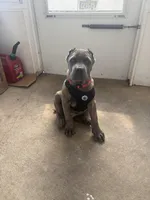 Thor , a male Cane Corso for sale in Newark, DE – Photo 2 of 5