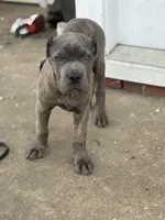 Thor , a male Cane Corso for sale in Newark, DE – Photo 1 of 5