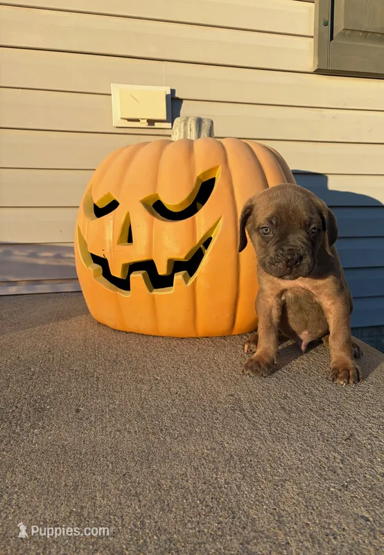 Rex – Cane Corso puppy for sale in Newark, DE