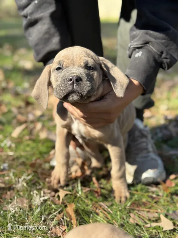 Ziva – Cane Corso puppy for sale in Newark, DE