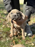 Ziva, a female Cane Corso for sale in Newark, DE – Photo 1 of 8