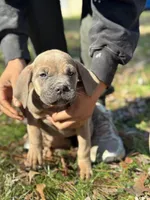 Ziva, a female Cane Corso for sale in Newark, DE – Photo 2 of 8