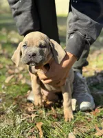 Ziva, a female Cane Corso for sale in Newark, DE – Photo 5 of 8