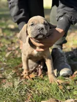 Ziva, a female Cane Corso for sale in Newark, DE – Photo 4 of 8