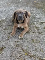 Bruno, a male Cane Corso for sale in Newark, DE – 3 of 3