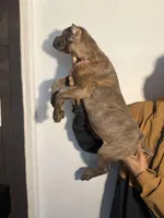 Eve , a female Cane Corso for sale in Newark, DE – Photo 2 of 2