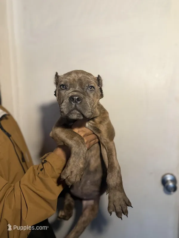 Eve  – Cane Corso puppy for sale in Newark, DE