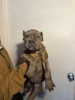 Eve , a female Cane Corso for sale in Newark, DE – Photo 1 of 2