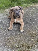 Bruno, a male Cane Corso for sale in Newark, DE – 2 of 3