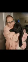 Hercules , a female Cane Corso for sale in Newark, DE – 4 of 10