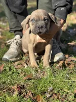 Bruno , a male Cane Corso for sale in Newark, DE – Photo 2 of 7