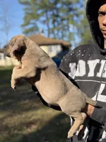 Bruno , a male Cane Corso for sale in Newark, DE – Photo 4 of 7