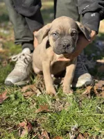 Bruno , a male Cane Corso for sale in Newark, DE – Photo 3 of 7