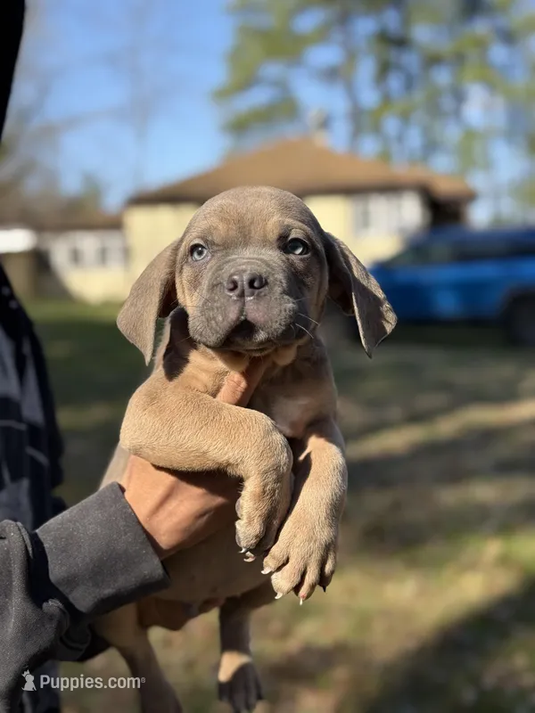 Bruno  – Cane Corso puppy for sale in Newark, DE