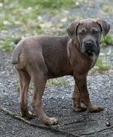 Ziva, a female Cane Corso for sale in Newark, DE – 5 of 5