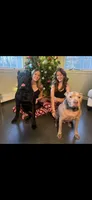 Rex, a male Cane Corso for sale in Newark, DE – 6 of 10