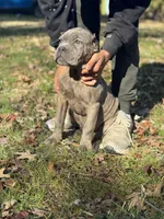 Bubbles, a female Cane Corso for sale in Newark, DE – Photo 4 of 7