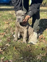 Bubbles, a female Cane Corso for sale in Newark, DE – Photo 3 of 7
