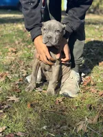 Bubbles, a female Cane Corso for sale in Newark, DE – Photo 5 of 7