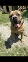 Bubbles, a female Cane Corso for sale in Newark, DE – Photo 6 of 7