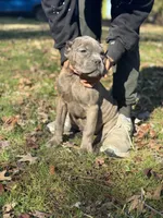 Bubbles, a female Cane Corso for sale in Newark, DE – Photo 2 of 7