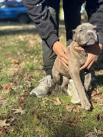 Bubbles, a female Cane Corso for sale in Newark, DE – Photo 1 of 7